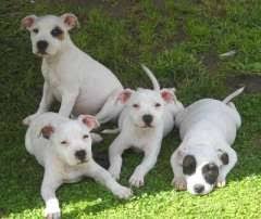 Why walk when you can run and play games? is his motto. White English Staffy Pups Staffordshire Bull Terrier Puppies At Www Pups4sa Staffordshire Bull Terrier Puppies English Dogs English Staffordshire Bull Terrier
