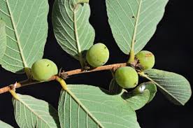 Image result for Bridelia