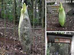 Bunga bangkai memiliki nama latin amorphophallus dan ragam jenisnya banyak sekali, namun yang paling terkenal bunga ini berukuran raksasa yang memiliki tonggol (spadix), atau bagian yang. Awal Februari 2018 Bunga Bangkai Di Tahura Djuanda Mekar