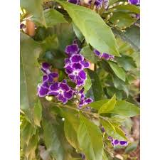 Image result for Duranta erecta