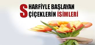 Alfabetik sırasına göre dünyadaki bütün çiçeklerin isimleri listesi, dünyadaki tüm çiçeklerin i̇simleri nelerdir listesi. S Harfiyle Baslayan Ciceklerin Isimleri Secdem Bir Dunya Icerik