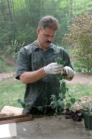It only contains low levels of nitrogen, phosphorous and potassium. Save Money And Grow More Plants With Tip Cuttings Finegardening