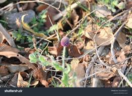 Image result for Sphaeranthus