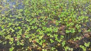 Image result for Marsilea vera