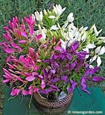 Image result for Cleome bororensis