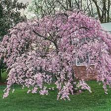 One of the most famous flowering trees in michigan is the cherry tree. Purchase Our Pink Weeping Cherry Tree Fast Growing Cascading Branches Are Loaded With 1 Saucer S Flowering Trees Michigan Flowering Trees Weeping Cherry Tree