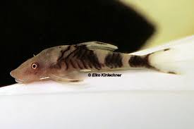 Also known by robocop catfish. Nannoptopoma Sp Peru L Wels Datenbank Welsfans