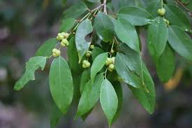 Image result for Cleistanthus
