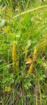 Image result for Selaginella soyauxii