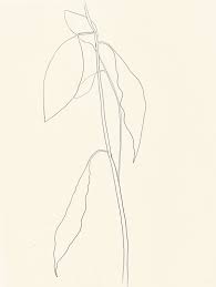 Une Collecte Ellsworth Kelly Plant Drawings Plant Drawing Ellsworth Kelly Drawings