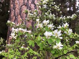 Image result for Amelanchier alnifolia