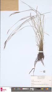 Image result for Brachyachne patentiflora