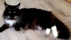 Find maine coon ads in our cats & kittens category. Mjrbazy6cki0rm