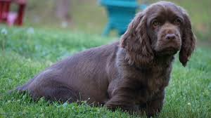Image result for sussex španěl