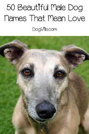 The amount of female dog names is endless. Top 100 Dog Names That Mean Love Dogvills