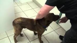 Coughs are one of the most. Kennel Cough And Heart Cough Youtube