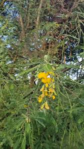 Image result for Acacia kirkii