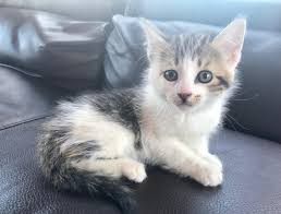 Is My Kitten Medium Hair Or Short Hair Person That Sold It To Me Said It Was Probably Short Haired But That It Has A Chance O First Time Cat Owner