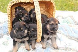 Echo dogs white shepherd rescue is a 501 (c)3 nonprofit, foster based organization of volunteer professionals dedicated to saving white german shepherd dogs from mistreatment and unnecessary death simply because they are unwanted and unloved. German Shepherd Puppies For Sale In Nc Pets Lovers