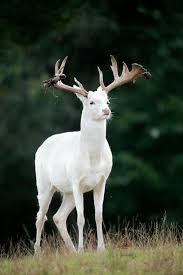 Trivia Ancient Fairy Tales Have Long Used White Stags As Mystical Guides For The Story S Heroes Rare Albino Animals Albino Animals Majestic Animals
