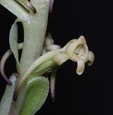 Image result for Satyrium sceptrum