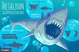 10 Interesting Facts About Megalodon