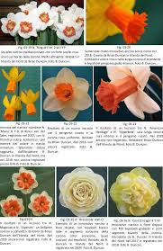 L'anemone narcissino (anemone narcissiflora l., 1753) è una piccola pianta, dai delicati fiori bianchi simili ai narcisi, appartenente alla famiglia delle. 2