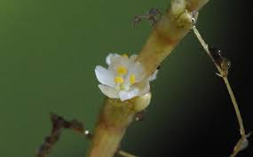 Image result for Wiesneria