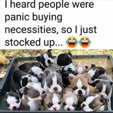 We look at 20 different boston terrier crosses that are even puppies in the same litter could have multiple sections of loose skin, or have one tight coat from beginning to end. Mi Boston Terriers 596 Photos Pet Breeder Burt Rd And Maple Rd Birch Run Mi 48415