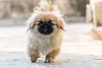 Pekingese Puppies for Sale - Adoptapet