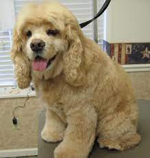Magic S Pet Salon Photo Gallery Cocker Spaniel Grooming Spaniel Puppies American Cocker Spaniel
