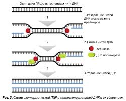 Combine lab id,flight pass or id/passport with other field/s. Izotermicheskaya Pcr Obzor Metoda Diagnostiki Infekcij Rastenij
