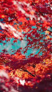 We did not find results for: Beautiful Red Maple Leaves Iphone Wallpapers Tap To See More Fall Tree Wallpaper Backgrounds Iphone Wallpaper Fall Leaves Cute Fall Wallpaper