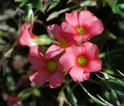 Image result for Oxalis semiloba
