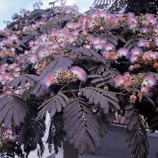 Check spelling or type a new query. Albizia Julibrissin Var Summer Chocolate Purple Silk Tree Plant In 3 5 Pot Ebay