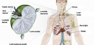 Lenfoma, bağışıklık sistemi hücreleri olarak adlandırılan lenfositleri içeren bir kanser türüdür. Non Hodgkin Lenfoma Nhl Teshisi Ve Tedavi Yontemleri