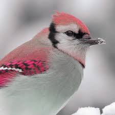 Best hd wallpapers of animals, desktop backgrounds for pc & mac, laptop, tablet, mobile phone. Cute Animal Wallpapers Amazon De Apps Spiele