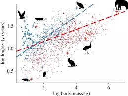 why do mammals have different life spans quora