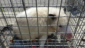 Once the pest professional has identified the when opossums are threatened or hurt, they are quite adept at playing dead. Possum Removal Indianapolis Possum Pest Control Admiral Wildlife