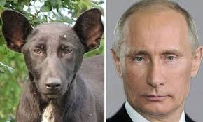 That time putin brought his dog to a meeting to scare angela merkel share on facebook. Commie Canine Dog Looks Like President Putin Of Russia Daily Mail Online