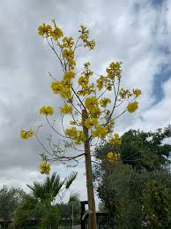 Image result for Handroanthus chrysotrichus