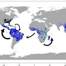 Image result for Asterochaete angustissima