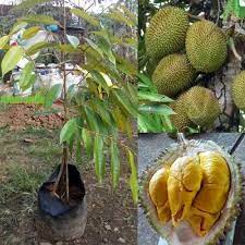 Durian musang king kecil kok bisa berbuah durian musang king paling banyak? Jual Tanaman Durian Musangking Kaki 3 Hp 085608566034