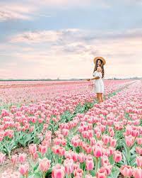 Pink Tulip Field Flower Photoshoot Tulip Fields Photography
