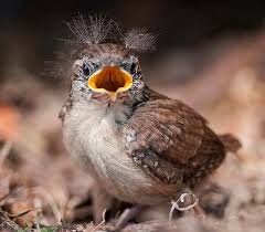 Baby Bird Identifier By Picture Where S My Mama Love Those Crazy Baby Bird Feathers Sticking Up Everywhere Wild Animals Attack Beautiful Birds Pretty Birds