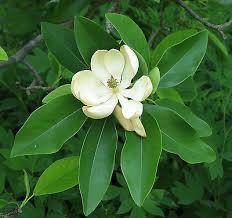 The sweetbay magnolia is a magnificent tree that demands admiration. Magnolia Virginiana Australis Evergreen Sweetbay Magnolia Tree Seeds Ebay