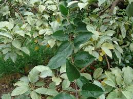 Leaf spot is a commonly used descriptor for identifying many plant diseases. Silver Leaf Of Tree Fruits Msu Extension