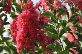 cold hardy crepe myrtle varieties growing crepe myrtles in