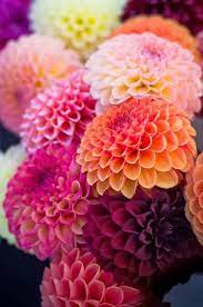 Happy Weekend In 2020 Mit Bildern Liebe Blumen Schone Blumen Blumen Flowers Beautiful Flowers Beautiful Blooms