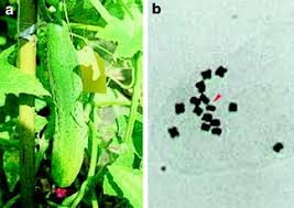 Image result for Cucumis kalahariensis